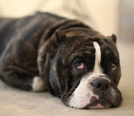Bulldog lying on a freshly cleaned carpet