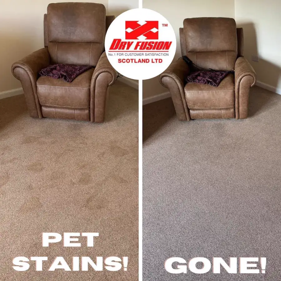Pet stain being removed from a carpet