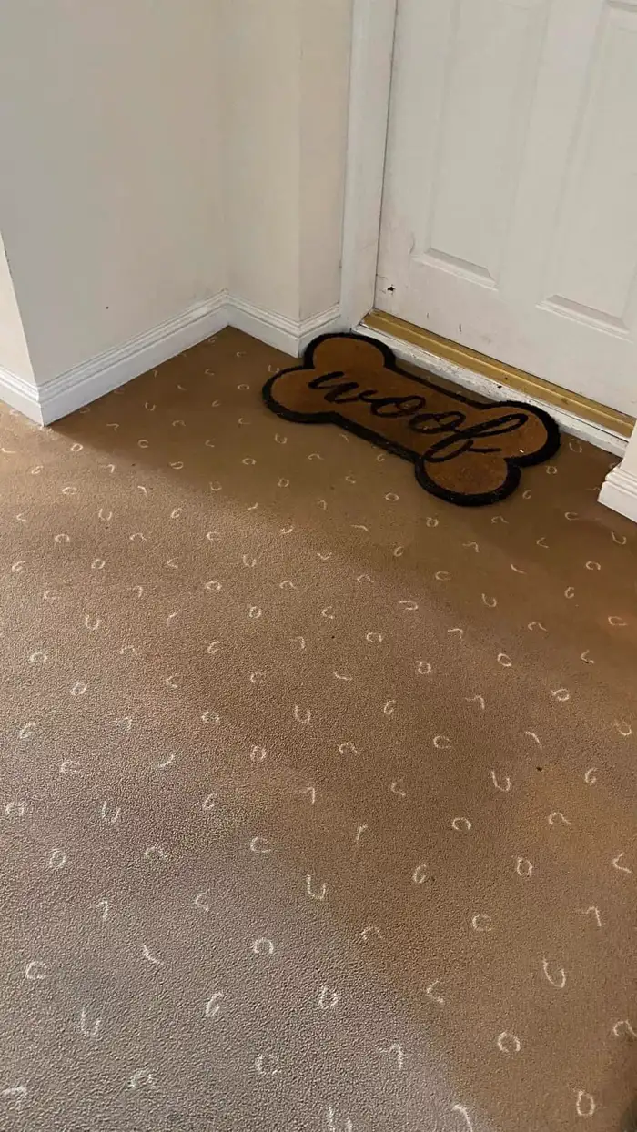 Freshly cleaned hallway carpet in a pet-friendly home